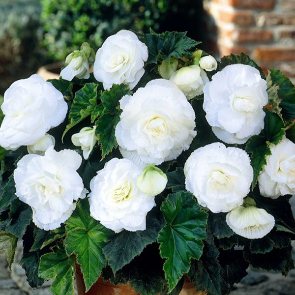 White Double Begonia Flower Seeds