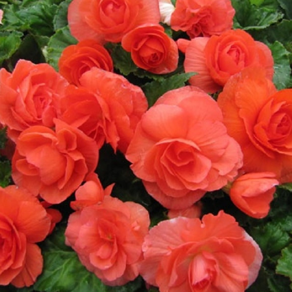 Red Double Begonia Flower Seeds
