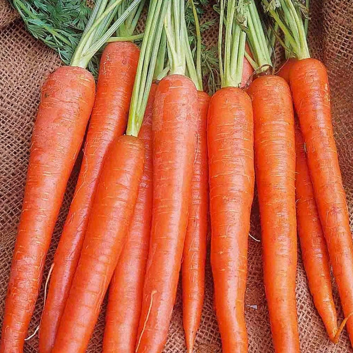 Nine Inch Carrot Seeds
