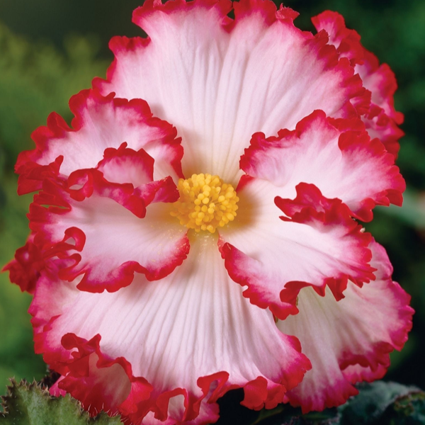 White-Pink Begonia Flower Seeds