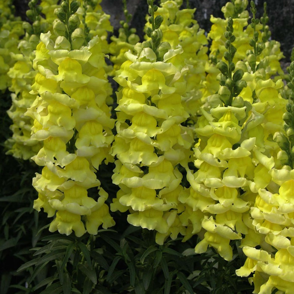 Yellow Snapdragon Flower Seeds