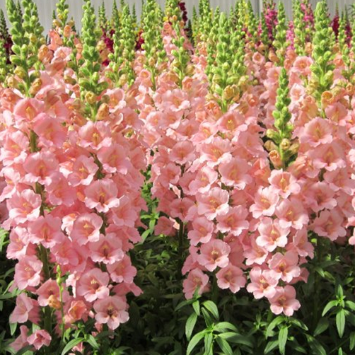 Sweet Pink Snapdragon Flower Seeds — USA Garden Center