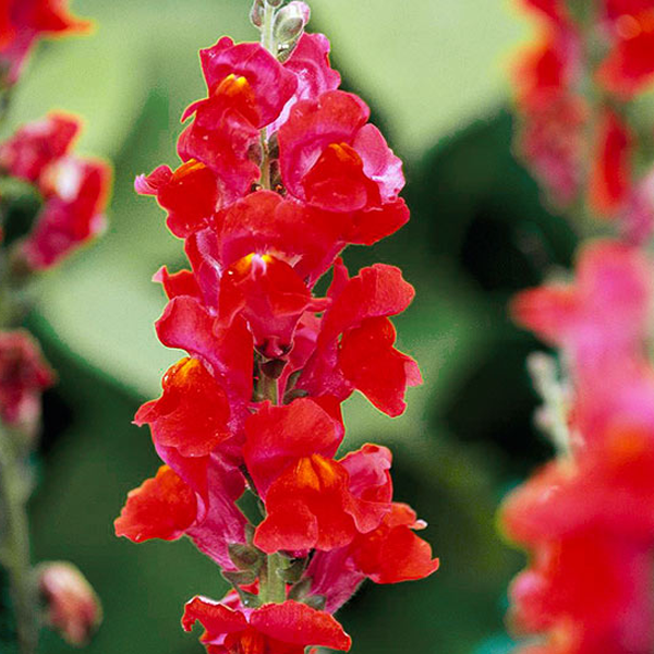 Dark Red Snapdragon Flower Seeds