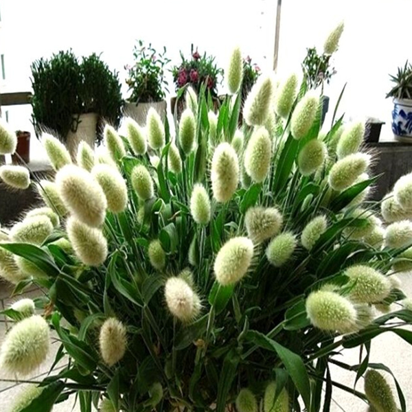 White Bunny Tails Adorable Ornamental Grass Seeds