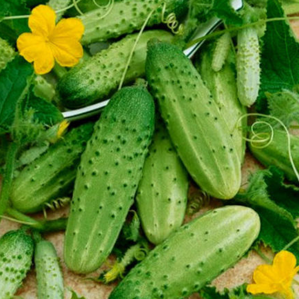 Stinging Gherkin Little Cucumber Seeds