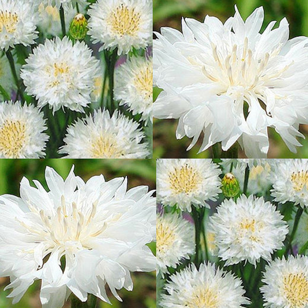 White Centaurea Cyanus Flower Seeds