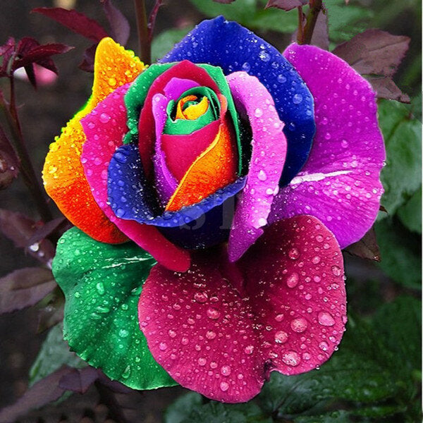 Rare Holland Rainbow Rose Flower Seeds