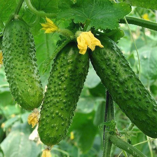 Stinging Gherkin Little Cucumber Seeds