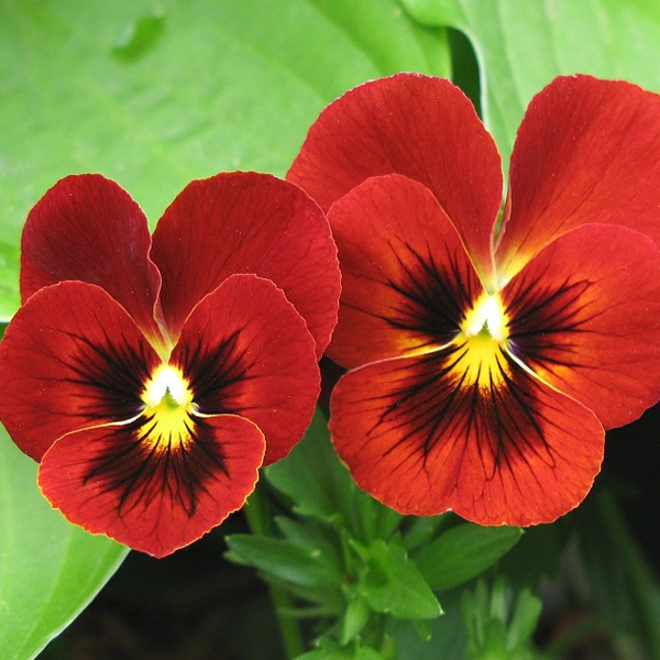 Red Tricolor Viola Pansy Flower Seeds