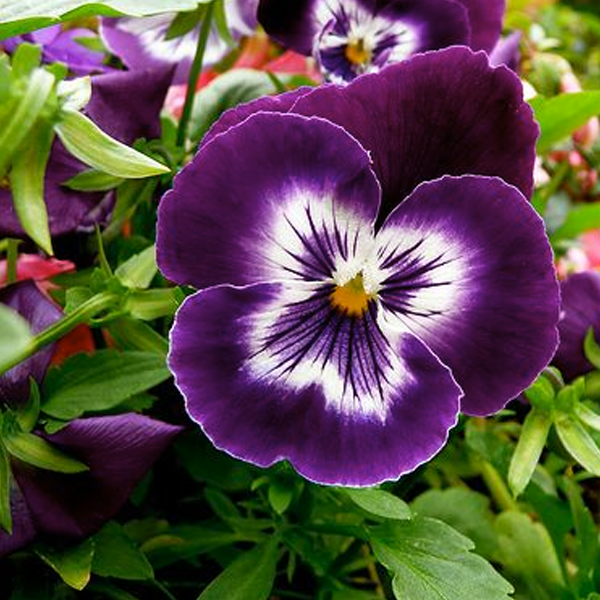 Purple Tricolor Wavy Viola Flower Seeds