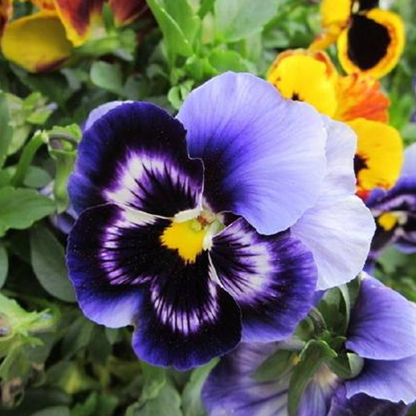 Blue Tricolor Viola Flower Seeds