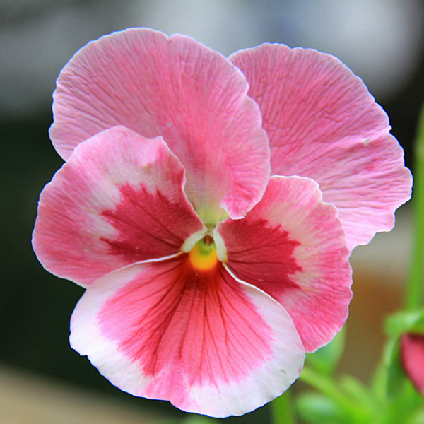 Pink Pansy Mix Color Wavy Viola Flower Seeds