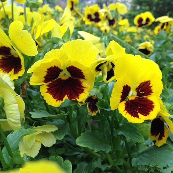 Yellow-Maroon Mix Color Wavy Viola Flower Seeds