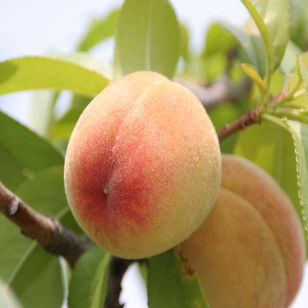 Small Potted Tree Flat King Peach Seeds