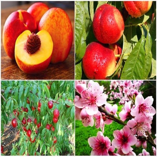 Nectarine Peach Fresh Fruit Seeds