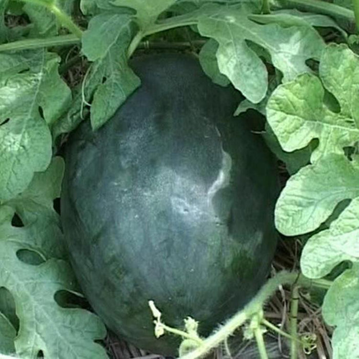 Black Tyrant King Super Sweet Watermelon Seeds