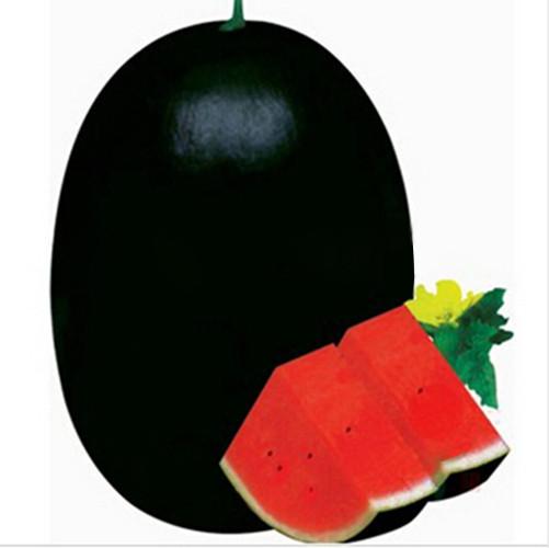 Black Tyrant King Super Sweet Watermelon Seeds
