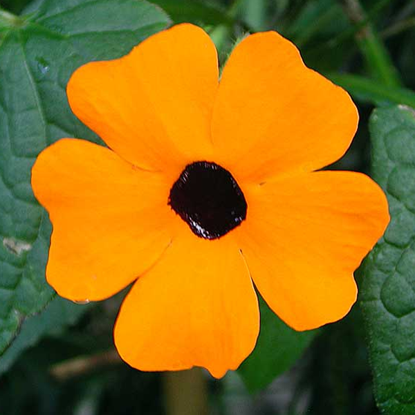 Sunrise Orange Black-Eye Thunbergia Flower Seeds