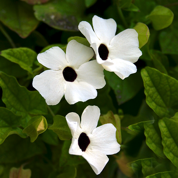 White Thunbergia Flower Seeds