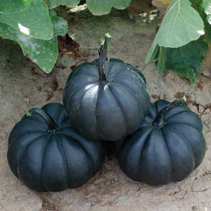 Black Bebe Pumpkin Seeds