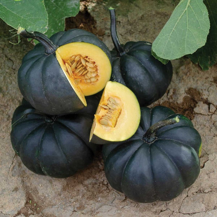 Black Bebe Pumpkin Seeds