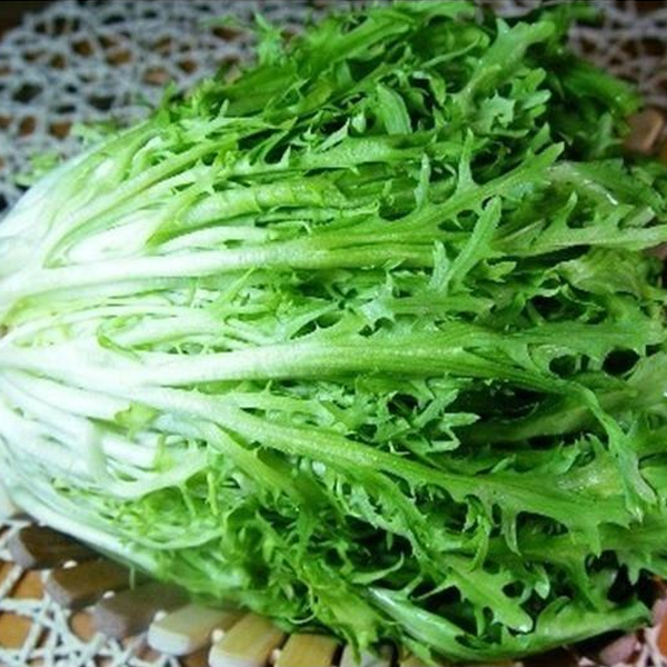 Green Thin Endive and Escarole Vegetable Seeds