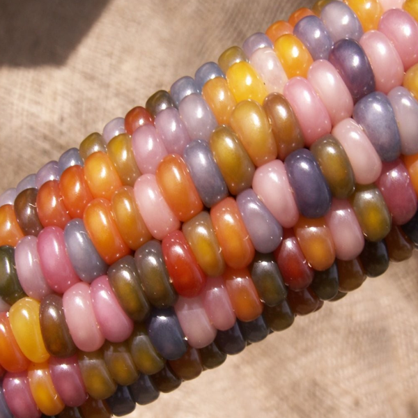 Sweet Rainbow Corn Seeds