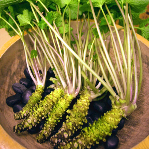 Japanese Horseradish Wasabi Seeds
