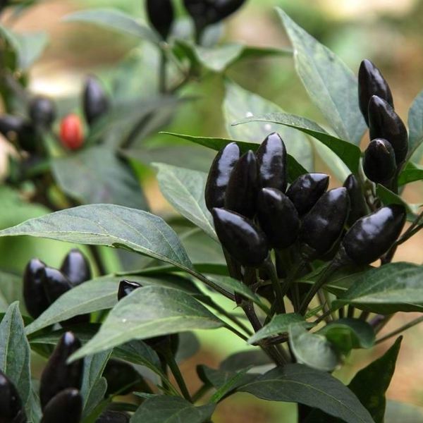 Black Chili Hot Pepper Seeds