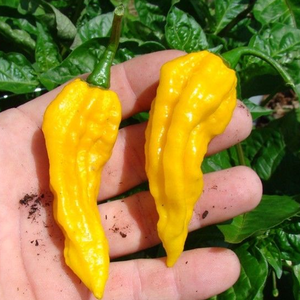 Yellow Chili Hot Pepper Vegetable Seeds