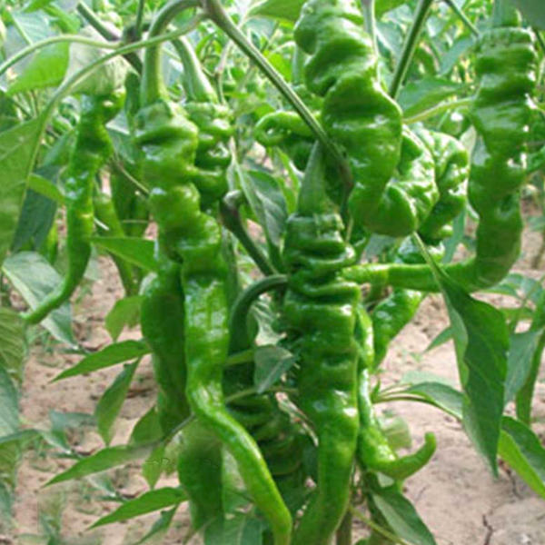 Spicy Green Spiral Chilli Pepper Seeds