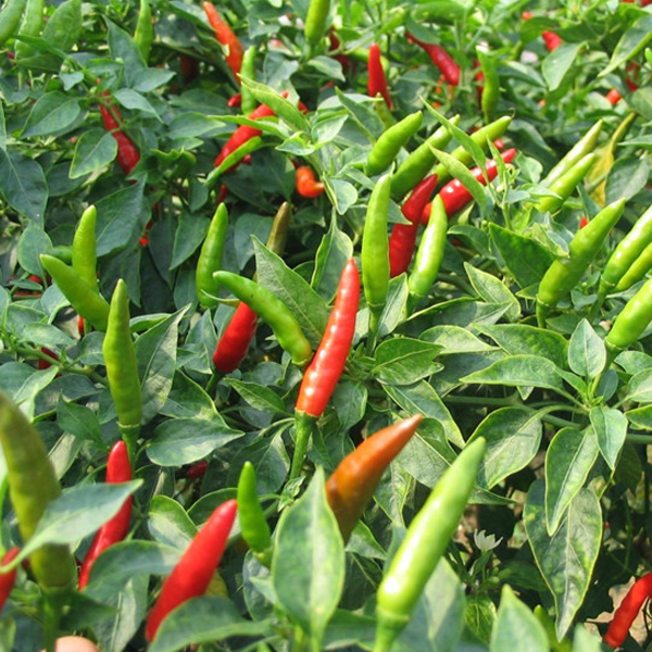 Serrano Chilli Pepper Seeds
