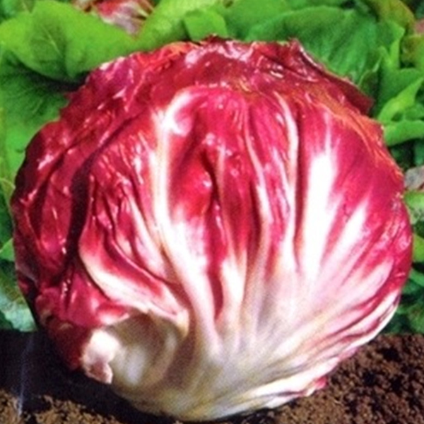 Rare Giant Russian Cabbage Seeds
