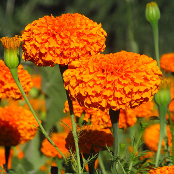 Orange Longevity Marigold Flower Seeds