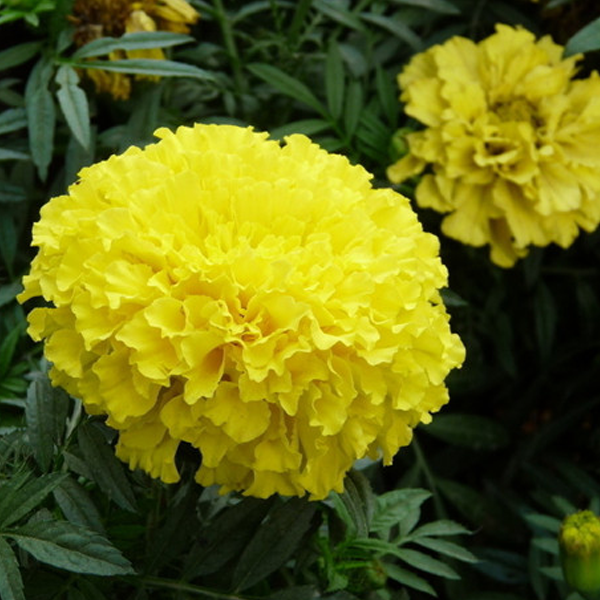 Yellow Longevity Marigold Flower Seeds — USA Garden Center