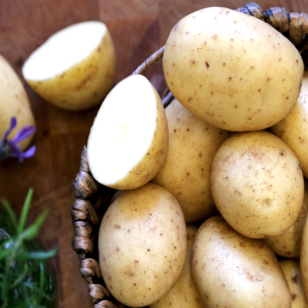 White Melody Potato Seeds