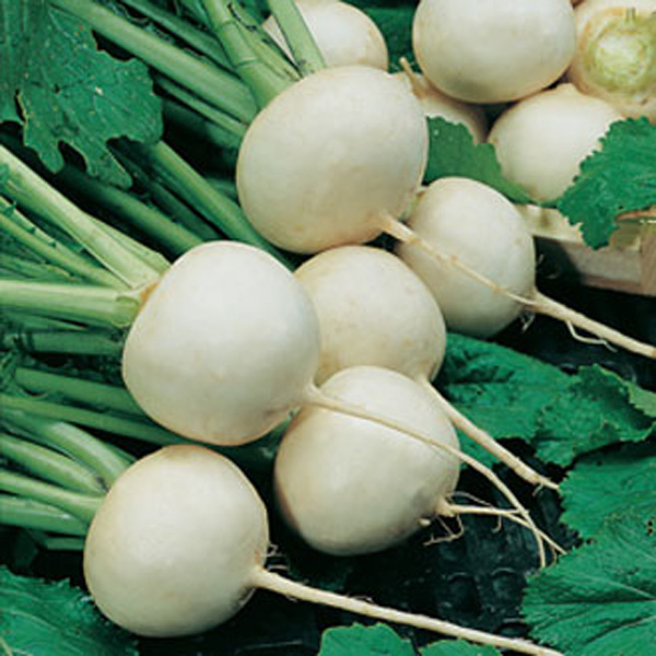 White Egg Snowball Turnip Seeds