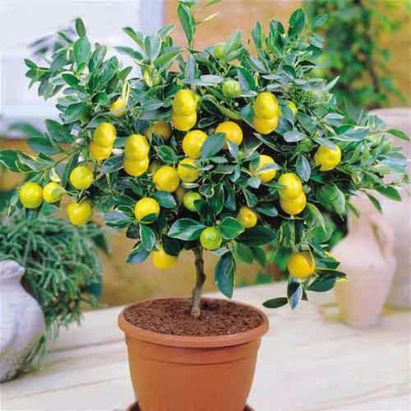 High Survival Rate Lemon Tree Seeds