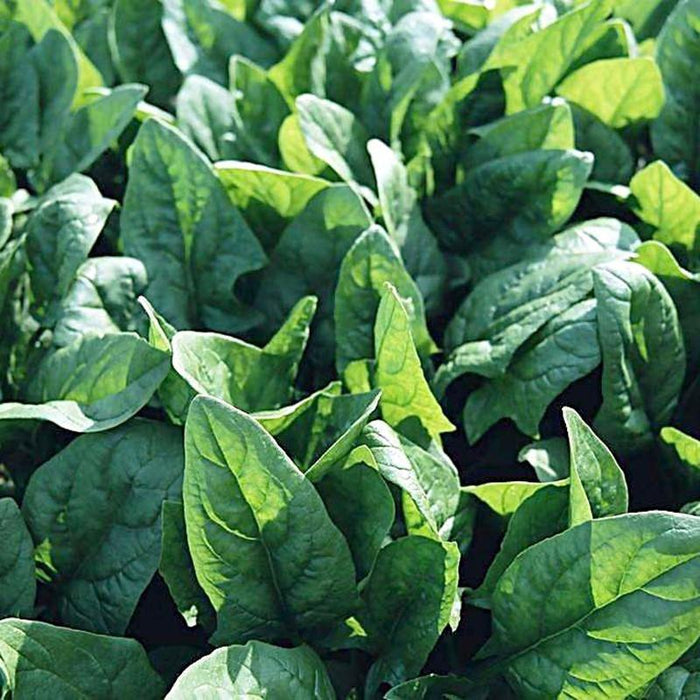 Green Salad Spinach Leave Seeds
