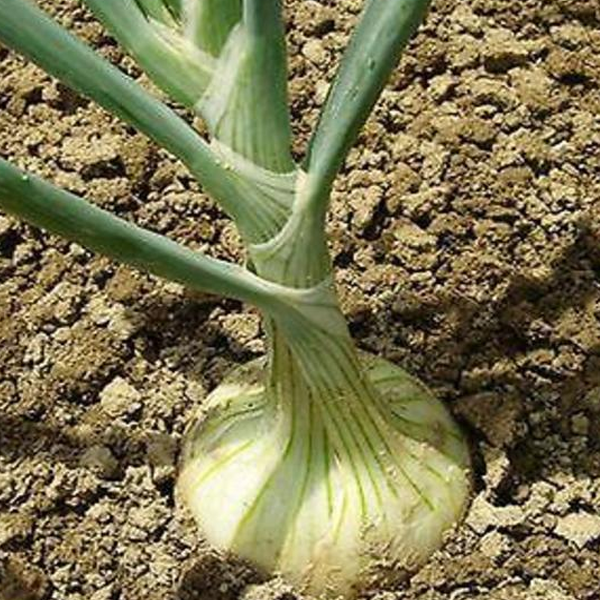 White Onion Heirloom Vegetable Seeds