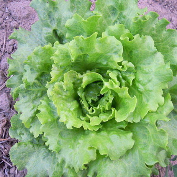 Glass Lettuce Vegetable Seeds
