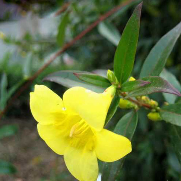 Yellow Jasmine Mirabilis Flower Seeds
