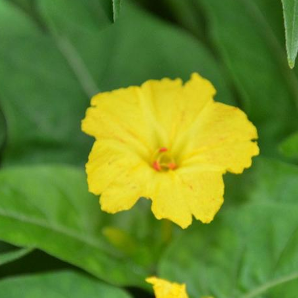 Yellow Jasmine Mirabilis Flower Seeds
