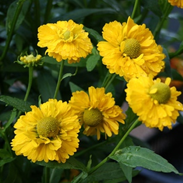 Yellow Helenium Sneezeweed Flower Seeds