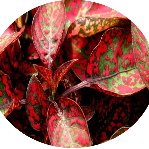 Hypoestes Polka Dot Plant Splash Red Flower Seeds