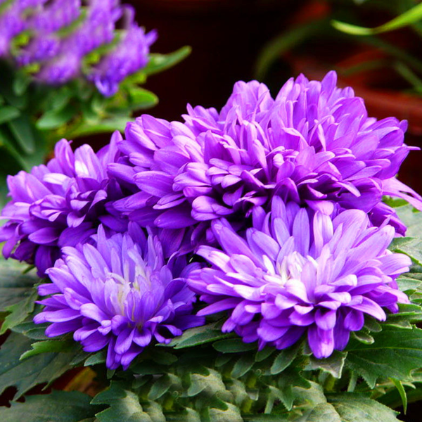 Purple Aster Flower Seeds
