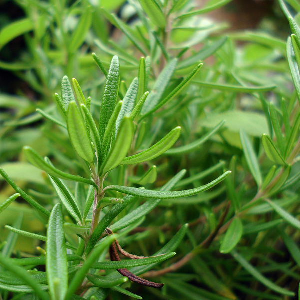 Green Rosemary Plant Seeds