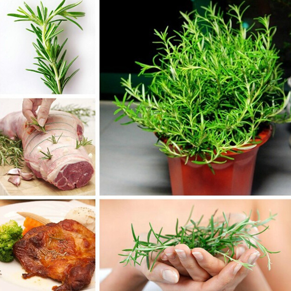 Green Rosemary Plant Seeds