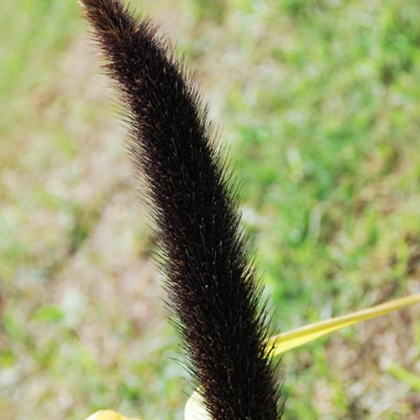 Wolf Tail Ornamental Grass Seeds