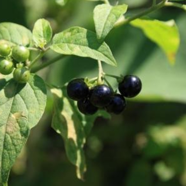 Sweet Blueberry Fruit Seeds